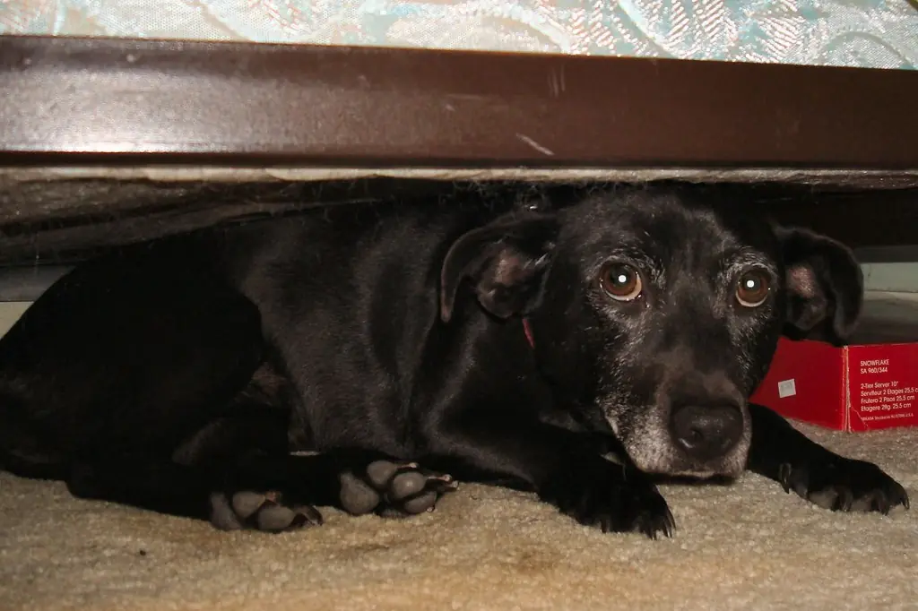 A worried dog lying low under a bed