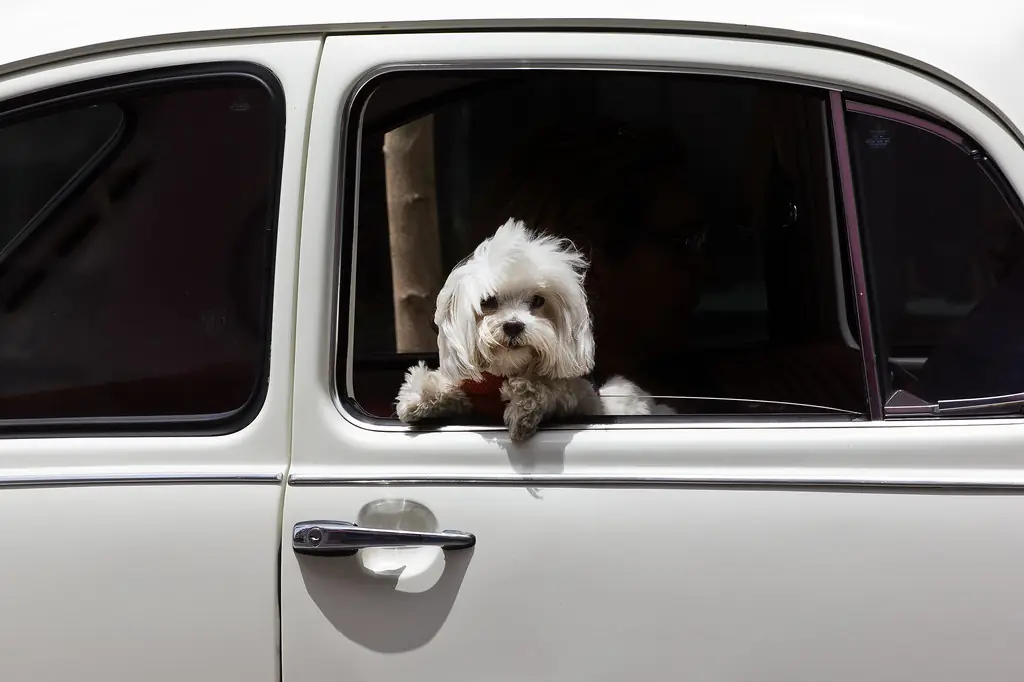 A small white dog looking out of a car window