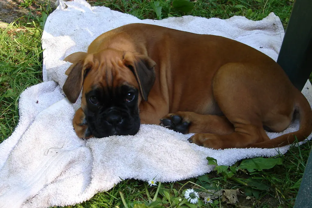 A young puppy resting on a towel