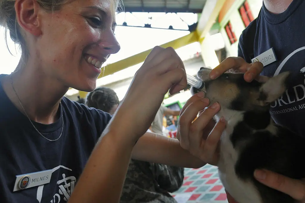 A vet checking a puppy