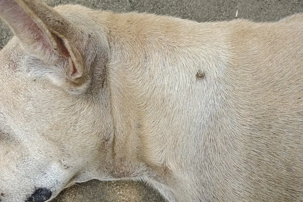 A tick attached to a pale dog's skin